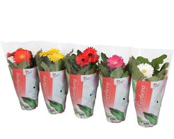 Gerbera Colourgame (mini potgerbera) | 25 cm hoog | In 9 cm pot | Mix kleuren | Per stuk