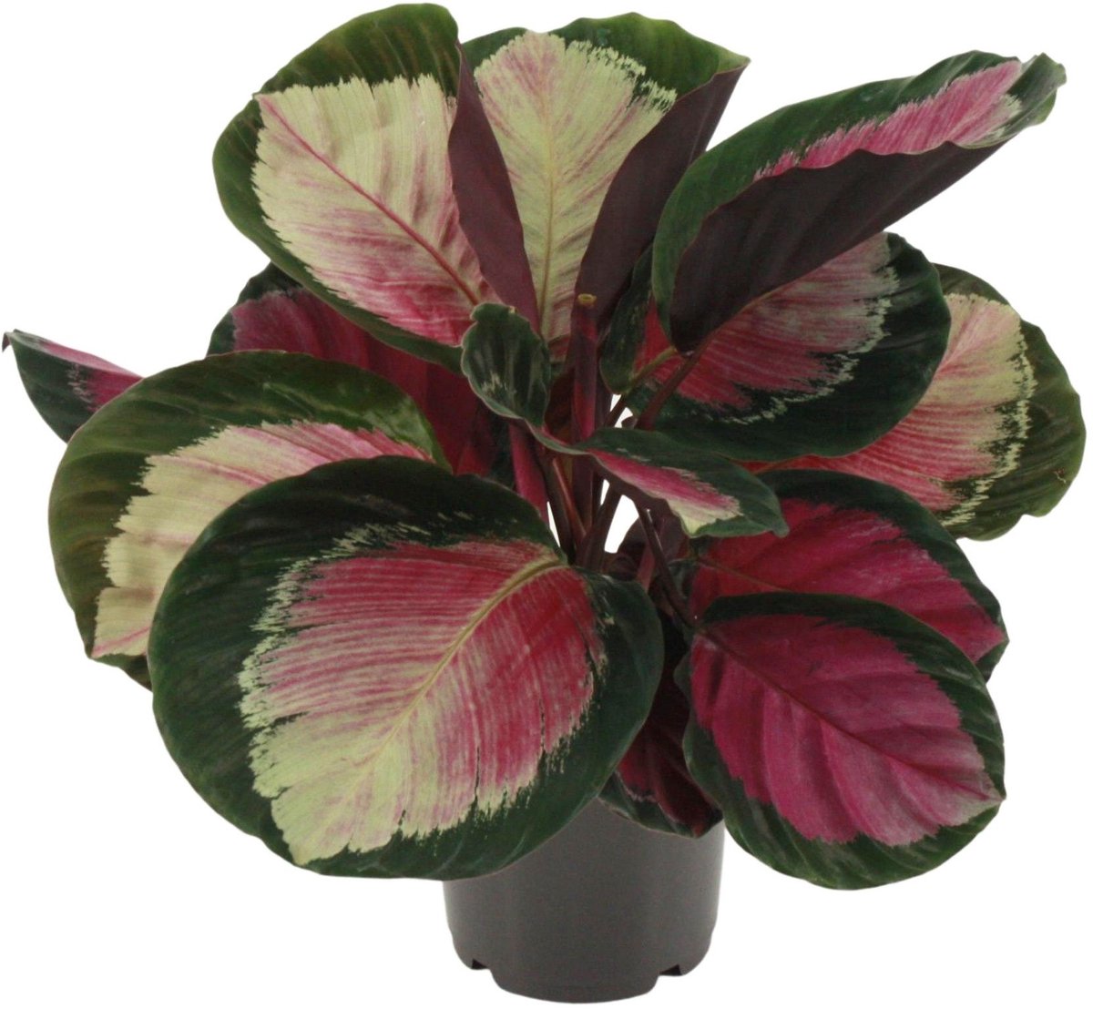 JUNAVERA Calathea roseopicta 'Rosy' | compacte terrarium- en kamerplant | 7 cm pot | 16 cm hoog