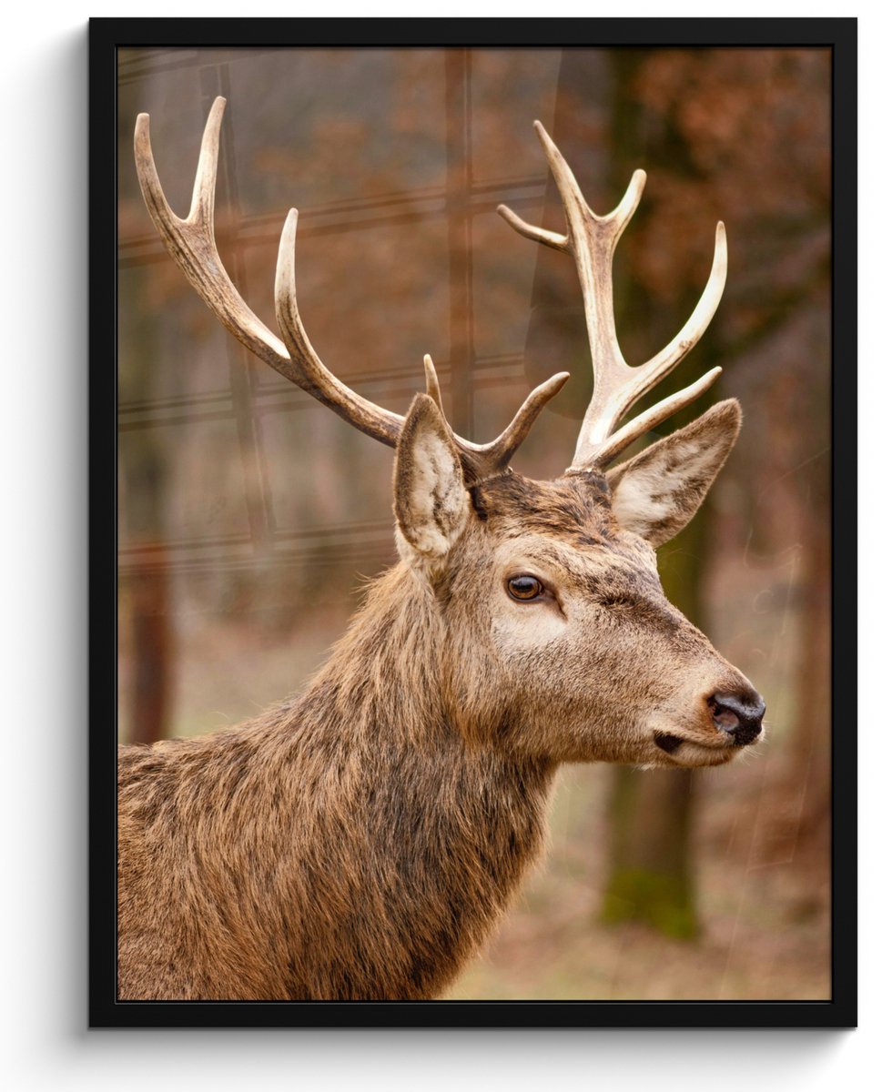 FrameYourWall Poster in lijst - Fotolijst 50x70 cm - Posters - Hert - Dier - Bos - Herfst - Hertenkop - Bruin - Natuur - Posterlijst zwart - Decoratie - Wanddecoratie woonkamer - Muurdecoratie slaapkamer