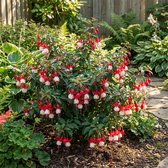 Bloomique - Set van 6 - Fuchsia Madame Cornelissen - Bellenplant - Tuinplanten - Vaste Plant - Rijkbloeiend - Winterhard - 10-20 cm hoog - 9 cm pot