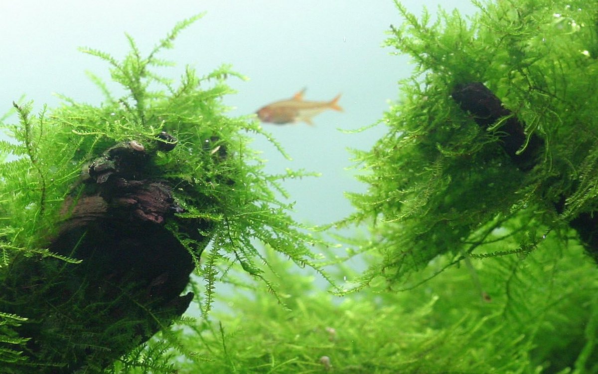 Javamoos Taxiphyllum barbieri in vitro 1-2-Grow voor aquarium