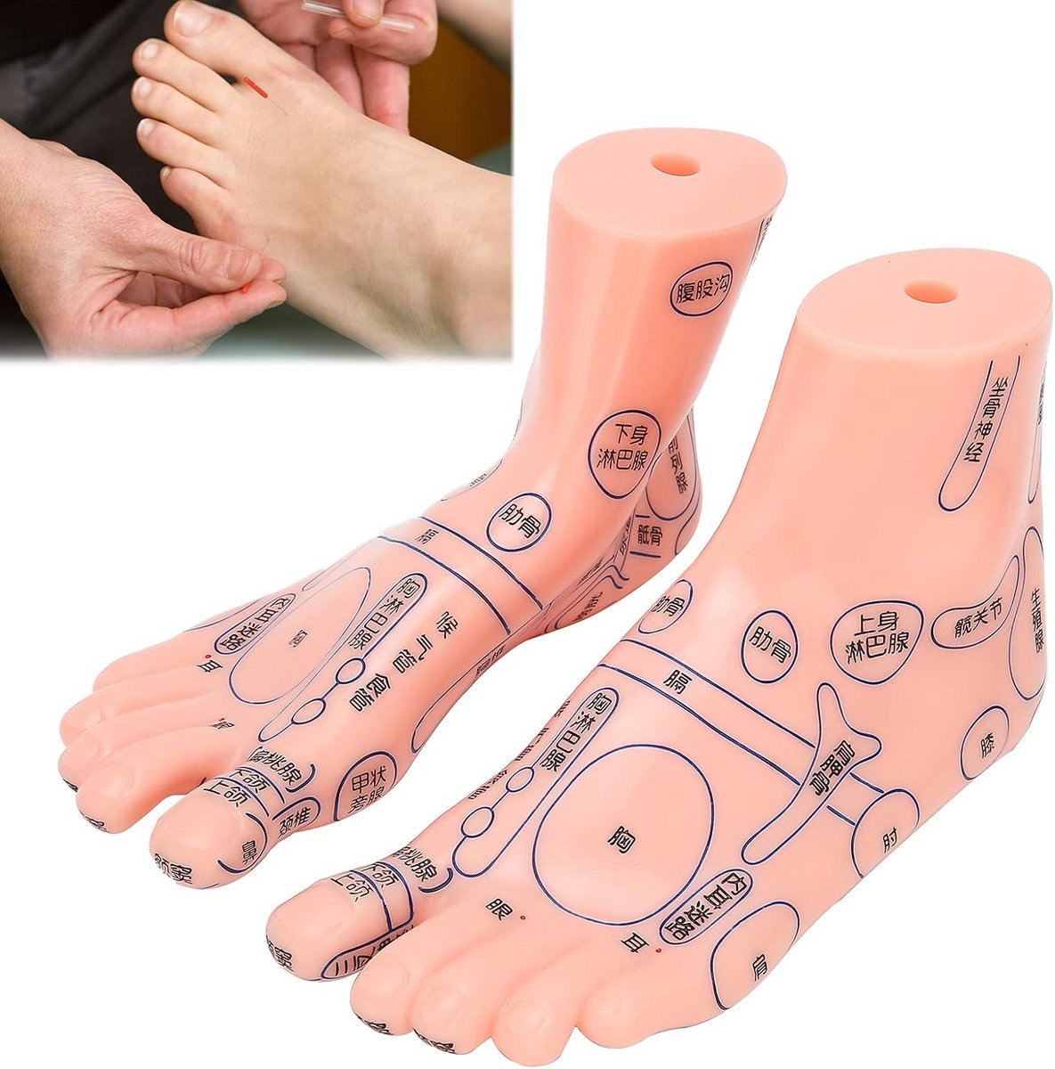 Voet Reflexologie Acupunctuur Model Leermiddel - afbeelding 2