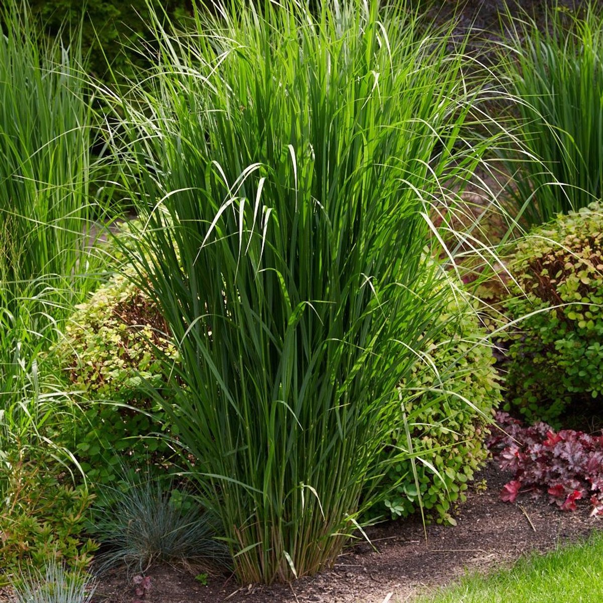 8 x Vingergras Northwind Groen XXL - Hoog Winterhard Siergras - Panicum virgatum 'Northwind' in C5(liter) pot met hoogte 40-60cm