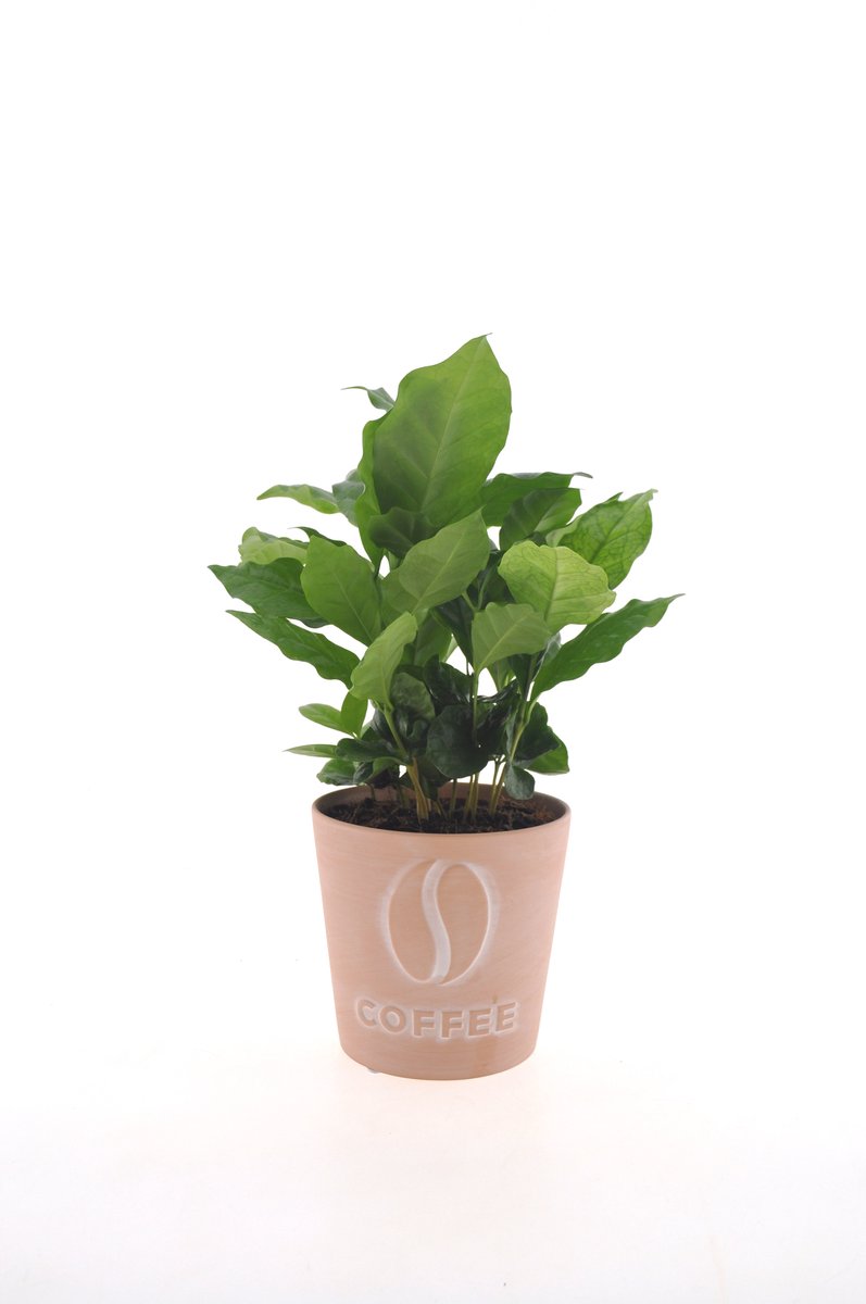 Coffea Arabica | 30cm | Terracotta "Coffee"