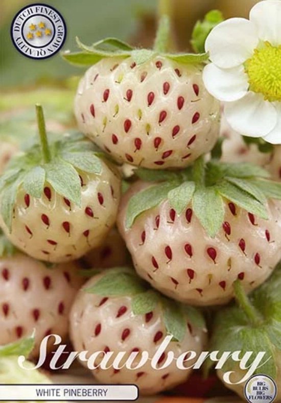Bavarois - Desserts - Recepten