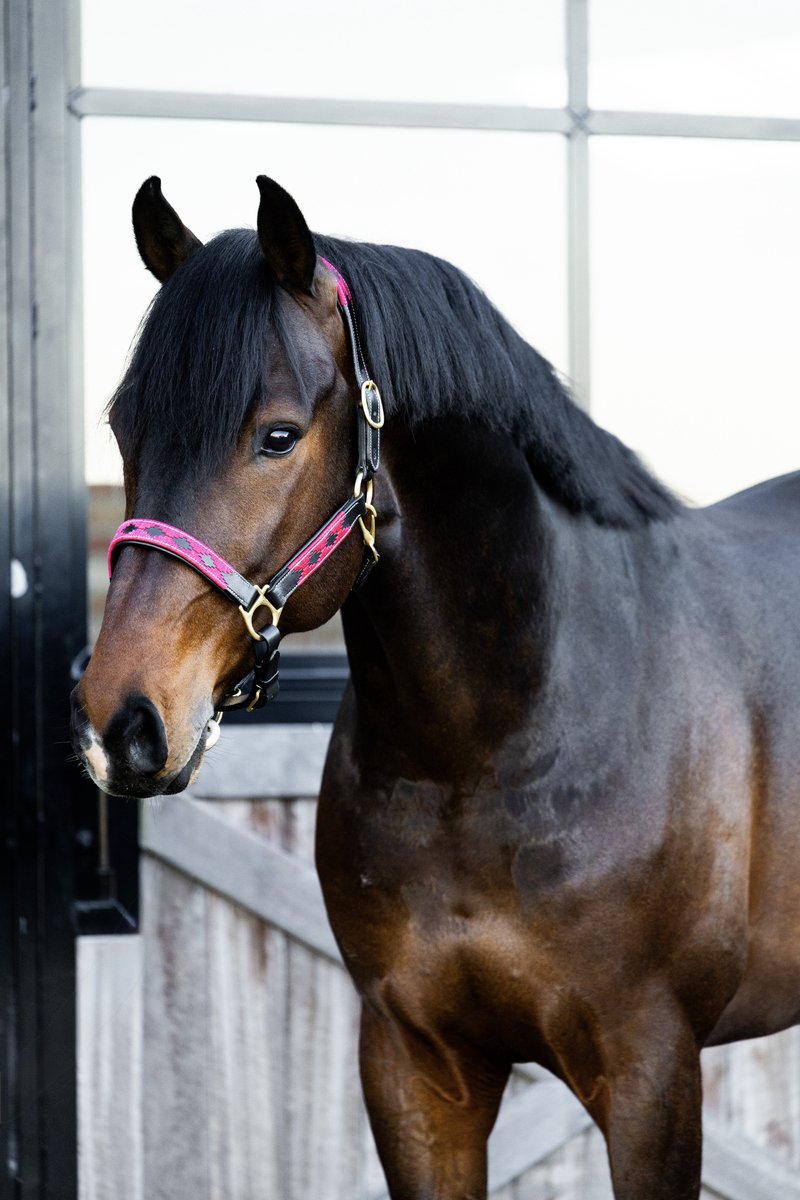 Leren Halster Polo print - Roze - Cob - MTB Equestrian