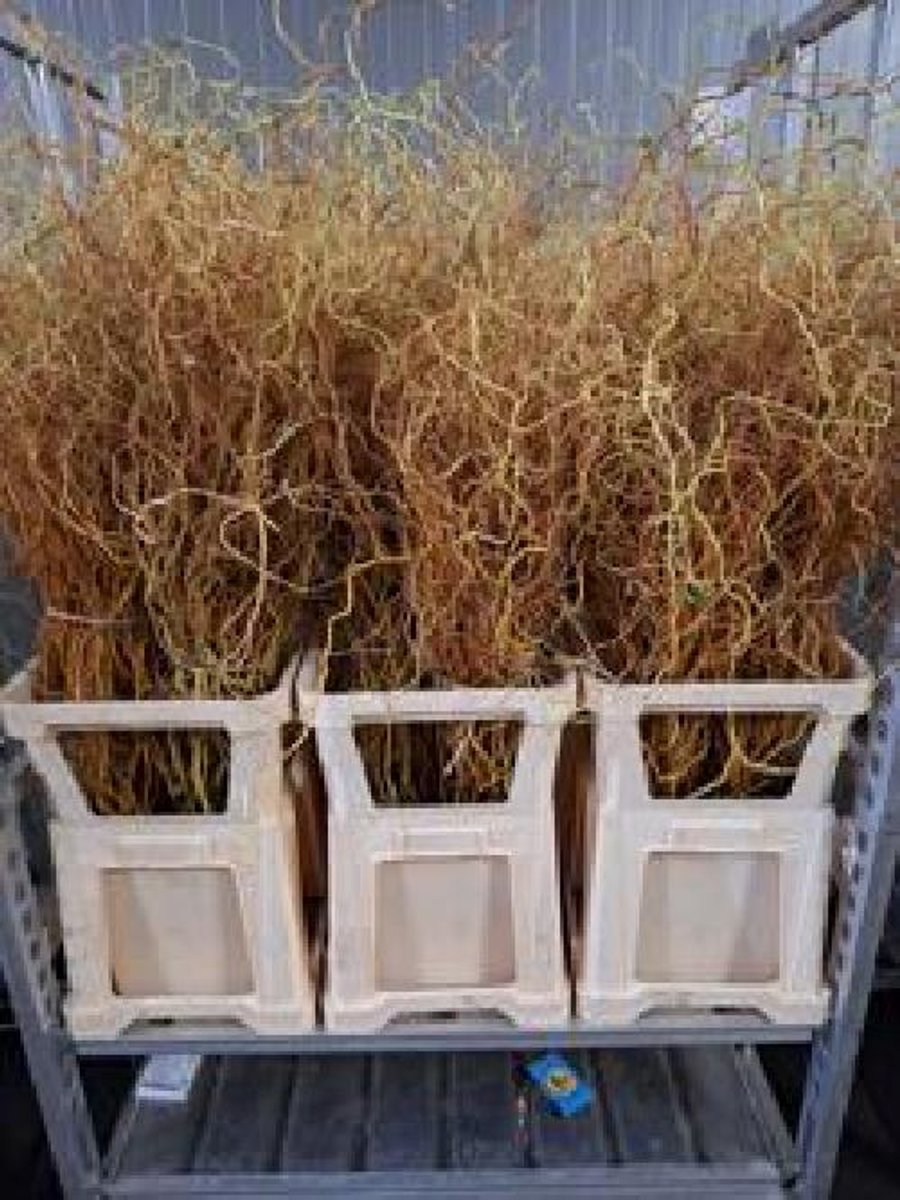 50x Tk salix golden curls 80cm
