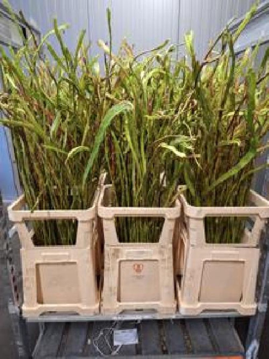 50x Tk salix sekka 80cm