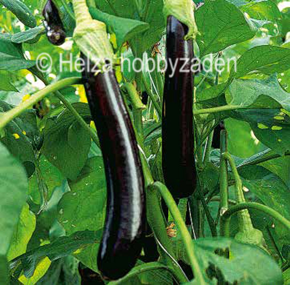 Aubergine Faselis F1 5 zaden