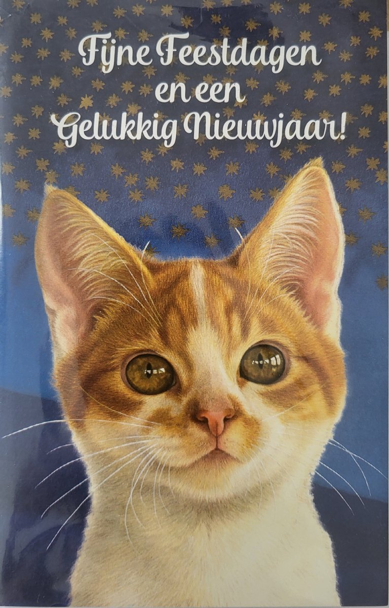 8 dubbele Kerstkaarten kat blauw sterretjes - 8 Kaarten met enveloppen - Francien Katten Fijne feestdagen