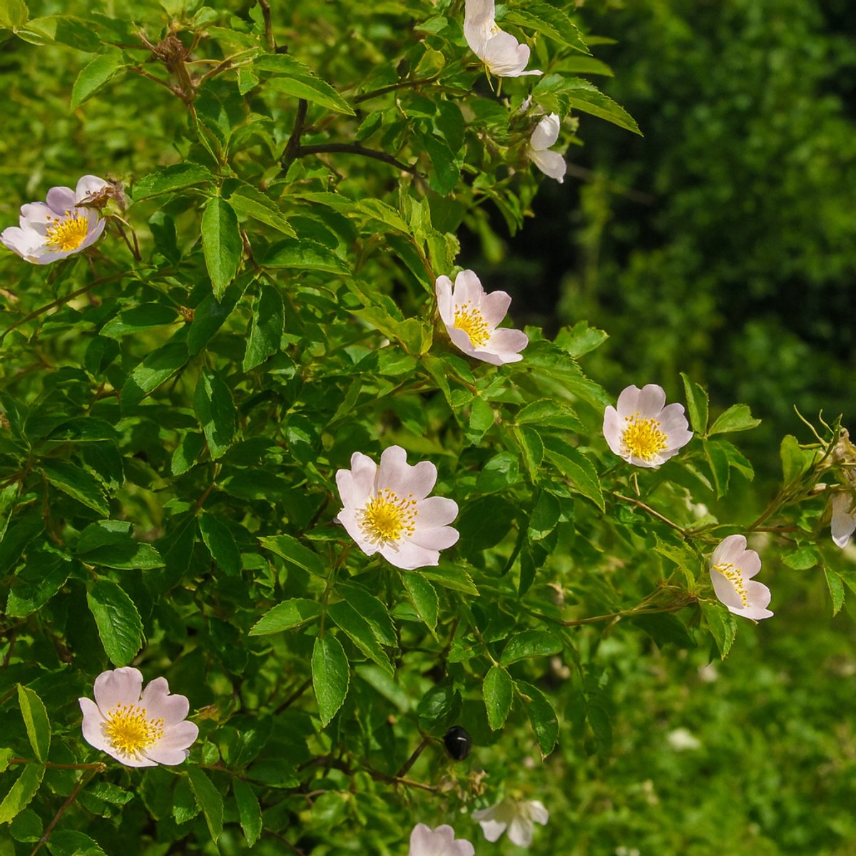 Wilde Wigbladige roos - (Rosa elliptica) 60-80cm