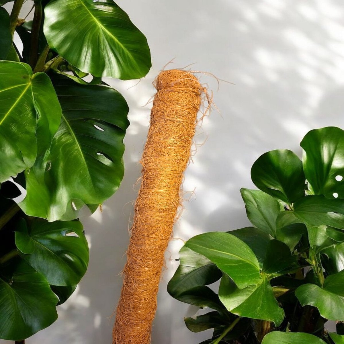 Ferrarium bamboe mosstok 150cm & 50mm ∅ dik - Stevige plantensteun - plantenstok - mosstok - steunstok - bamboe steun