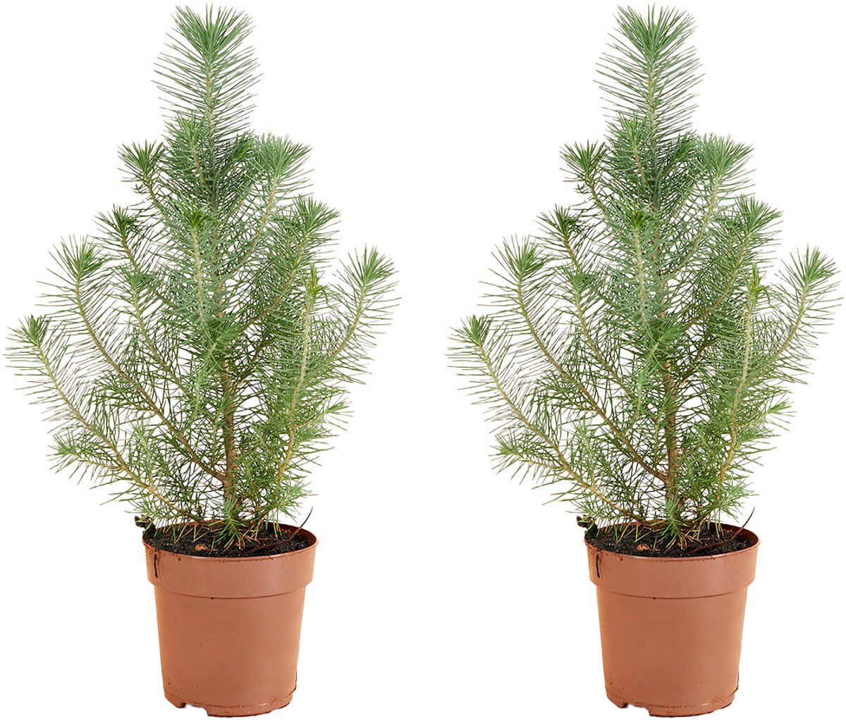 Bloomique - Set van 2 - Pinus Pinea Silver Crest - Parasolden - Pijnboom - Dennenboom - Voor binnen en buiten - Winterhard - Wintergroen - Hoogte 20-30 cm - Pot 10,5 cm