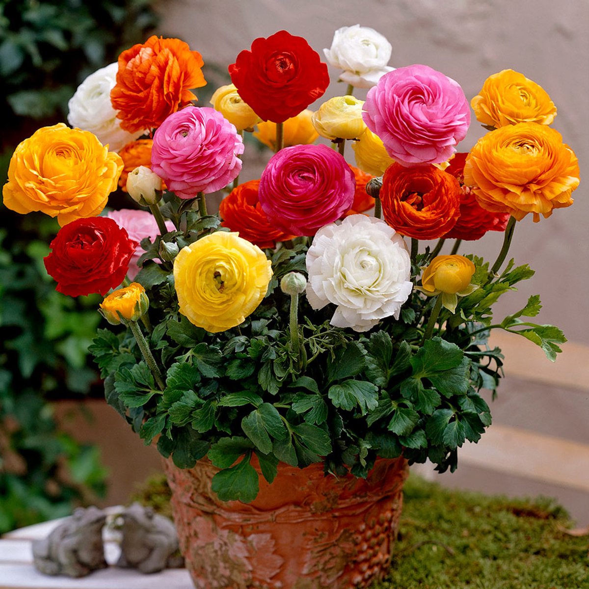 Ranunculus Tomer Mix | 10 stuks | Ranonkels