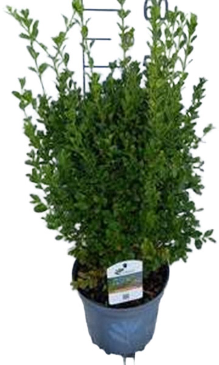 Betterbuxus 'Heritage' – 30-40 cm - Compacte, Schimmelresistente en Rupsbestendige Buxus voor Hagen en Vormsnoei