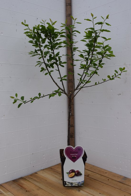 Jonge pruimenboom, Prunus domestica 'Opal', met groen blad en een paarse pot. Meet 110 cm hoog.