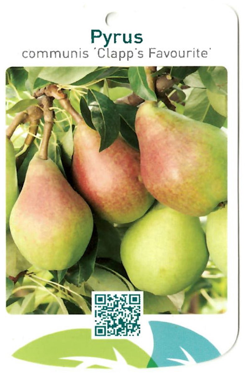 Oosterik home - Pyrus Communis Clapp s Favourite