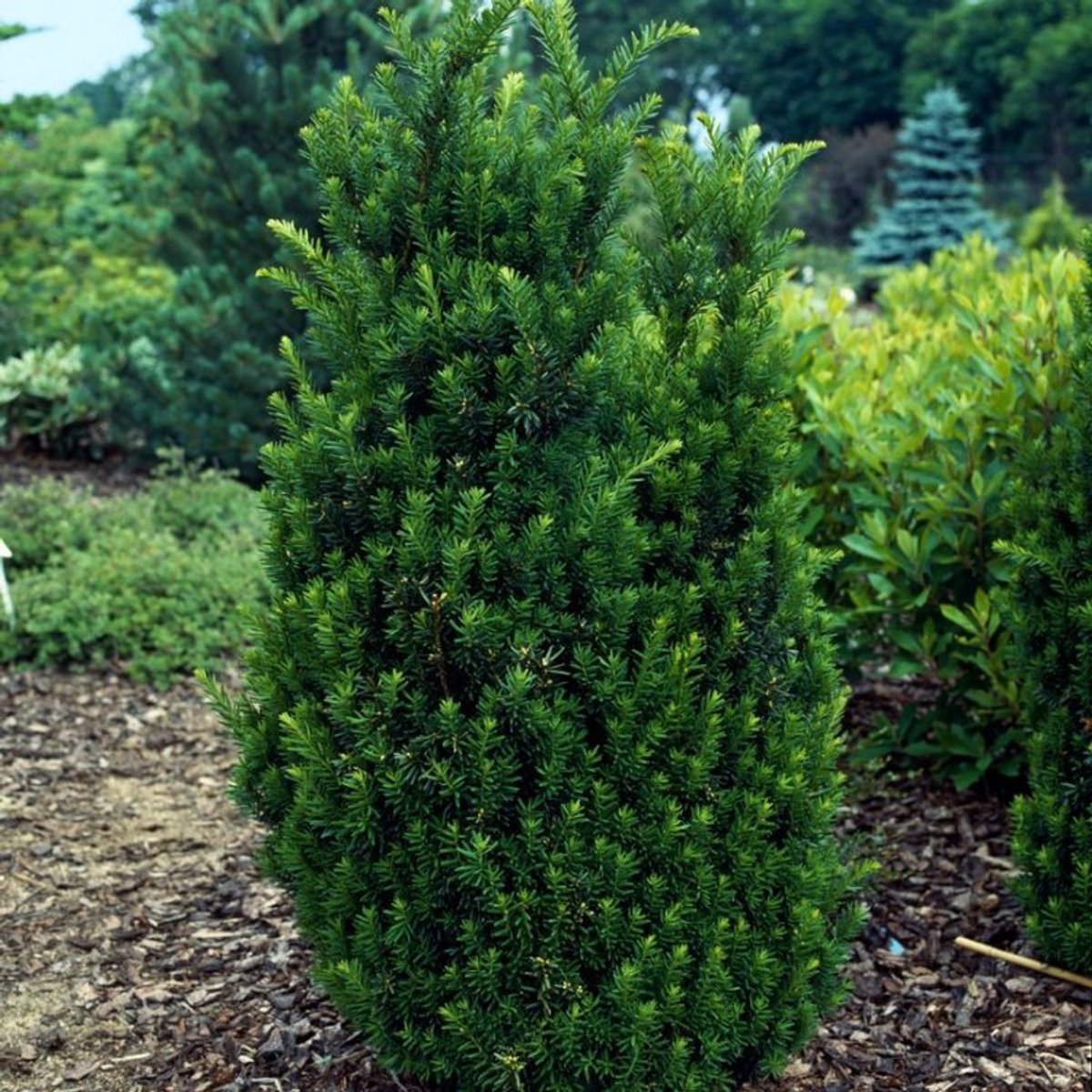 Taxus media 'Hillii' C3.5 40-50 cm