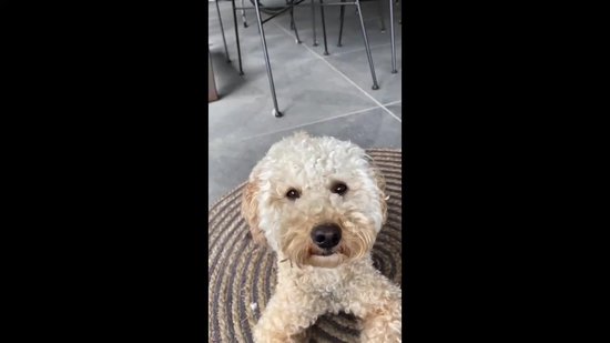 Poepzakjes voor honden kopen? Bekijk ons aanbod Poepzakjes voor honden kopen? Bekijk ons aanbod