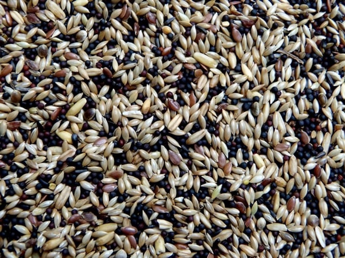Kanariezaad kopen – Gezonde voeding voor kanaries - Kanariezaad 5 kg - Overige zaden - Vogelzaad - Vogelvoer
