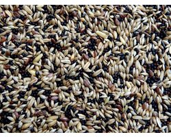 Kanariezaad kopen – Gezonde voeding voor kanaries - Kanariezaad 5 kg - Overige zaden - Vogelzaad - Vogelvoer
