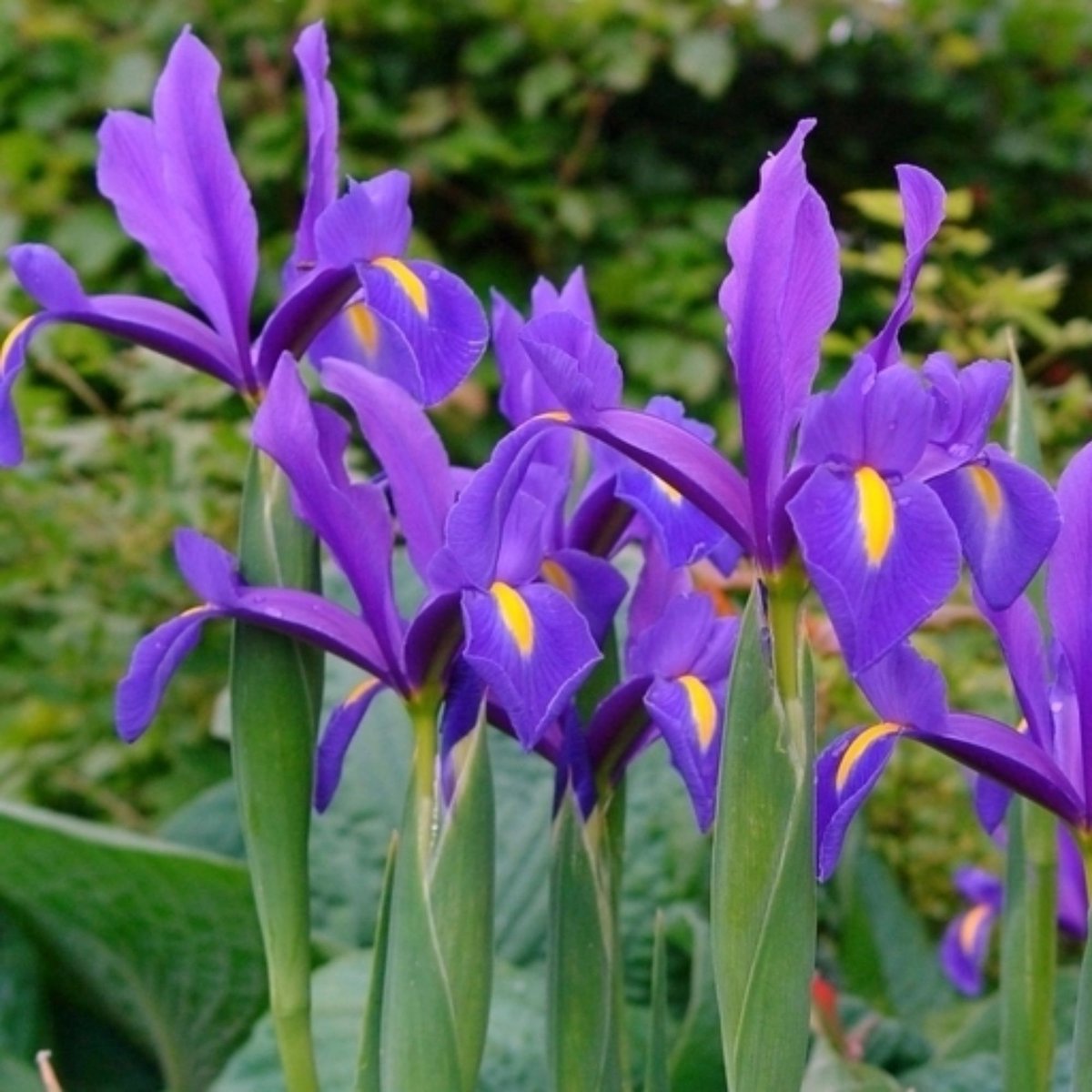 Hollandse iris (Iris Hollandica) - Blue Magic - Bijen-Vlinders - Snijbloemen - Voorjaarsbollen - Zomerbollen - bloeit in Mei / Juni / Juli