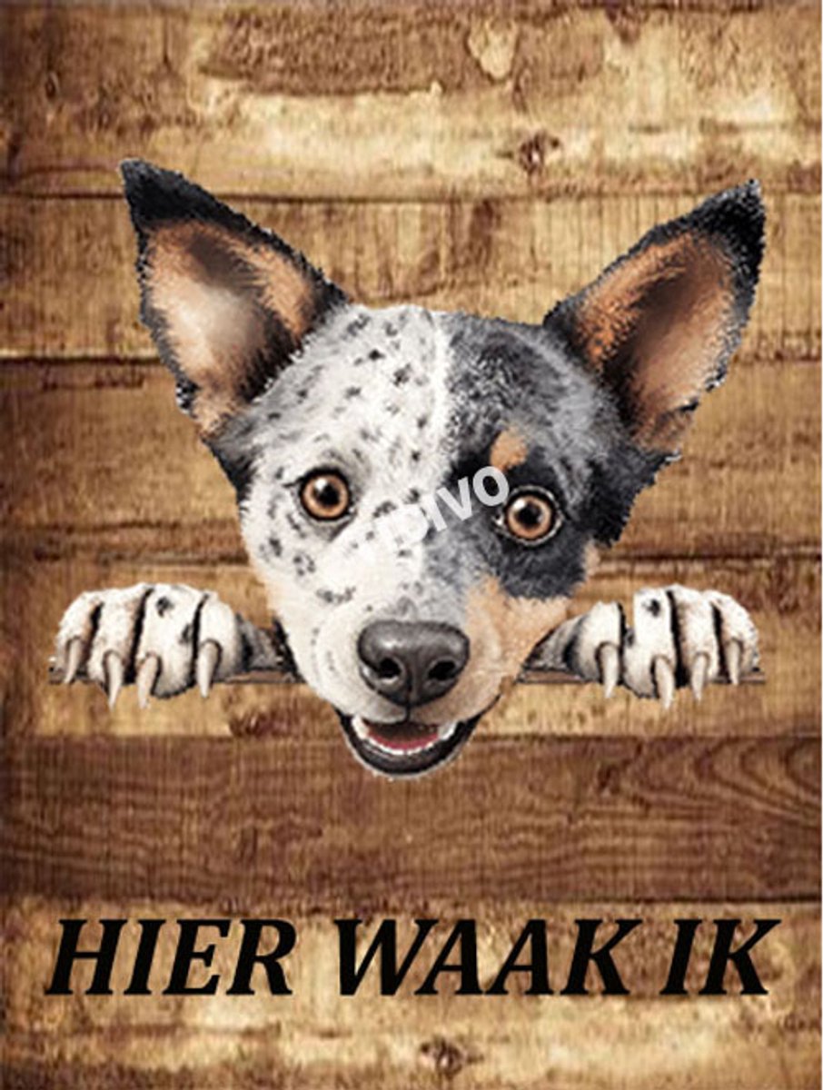 Australian Stumpy Tail Cattle Dog 20