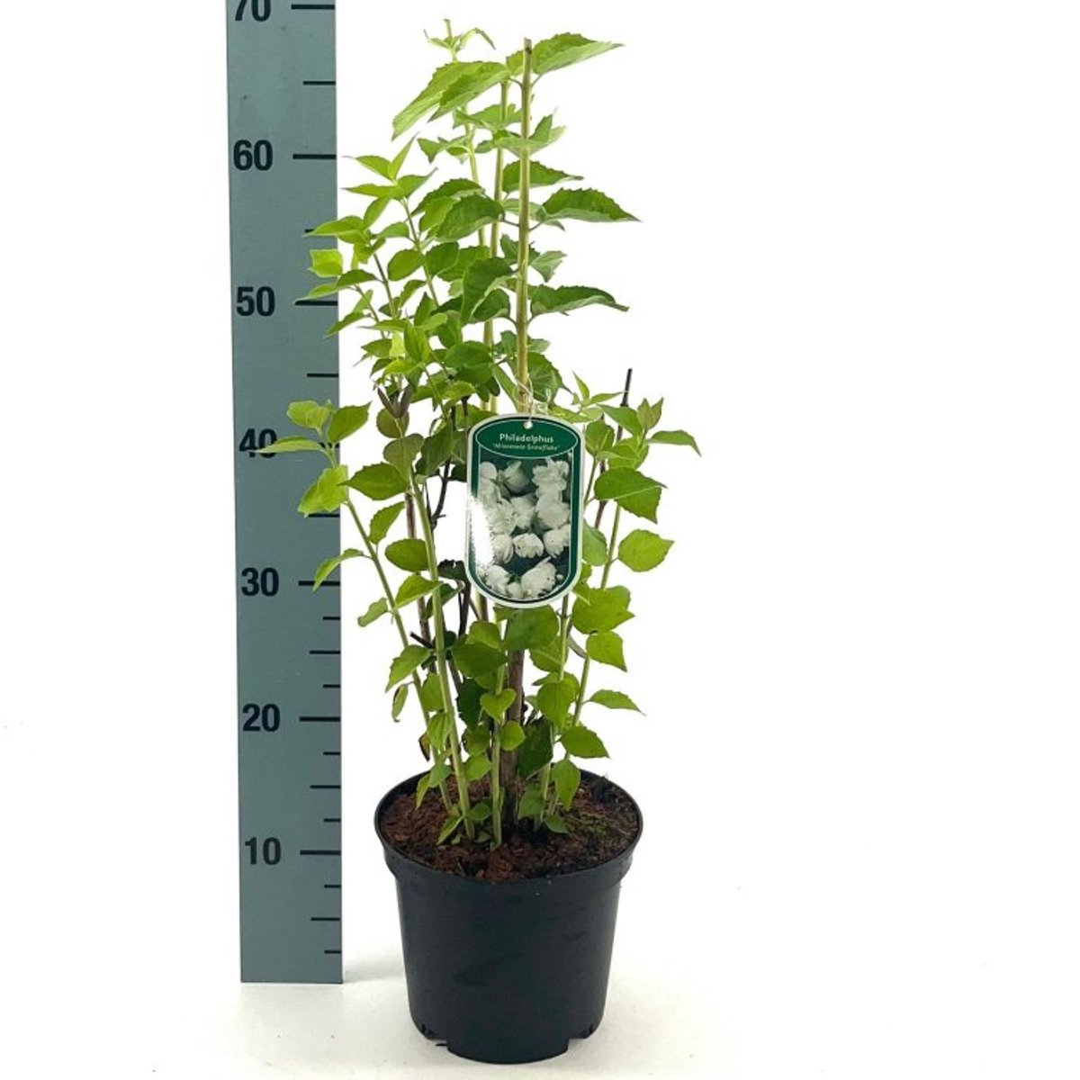 Plants Online BV - Planten - Tuinplanten - Heesters - Set van 1 - Philadelphus 'Minnesota Snowflake'