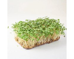 Microgreens Seeds 1kg - Broccoli Raab Microgroenten Zaden 1kg Green Chief