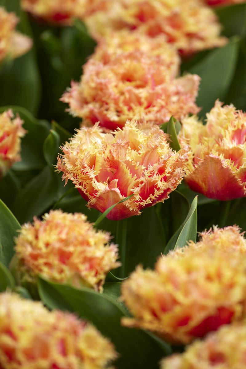 Tulp Brisbane | 10 stuks | Tulpenbollen