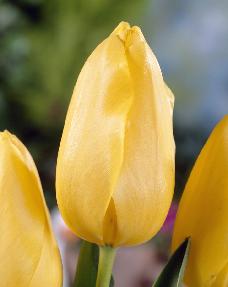 Tulp Hella Lights | 10 stuks | Tulpenbollen