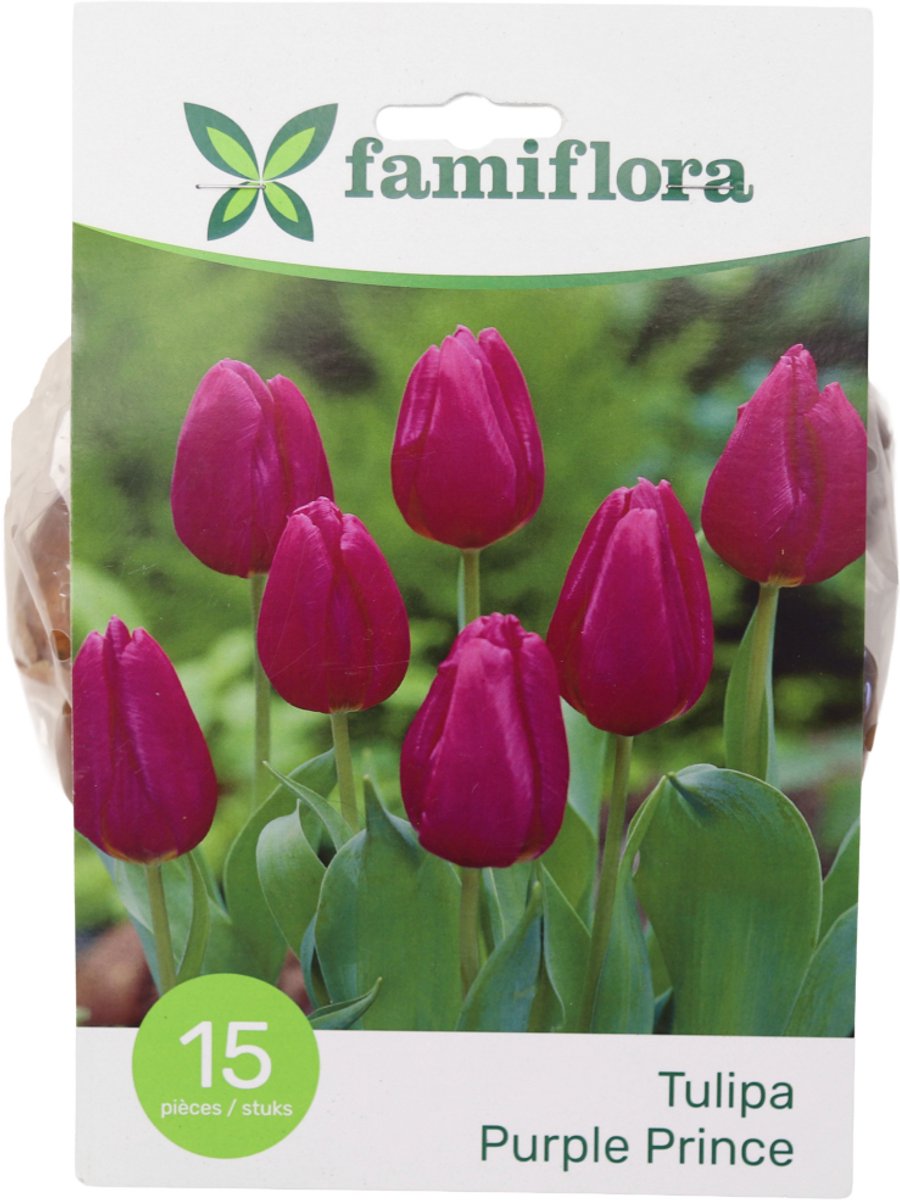 Famiflora Purple Prince - Voorjaarsbloeiers - 15 bloembollen - Diep paarse bloemen voor een koninklijk en majestueus effect in je tuin - Voegt elegantie en kracht toe zodat je tuin luxe uitstraalt
