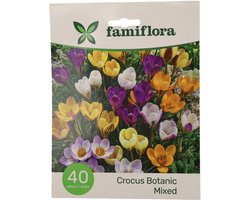 Famiflora Crocus Botanisch - Voorjaarsbloeiers - 40 bloembollen - Vroege lente-bloei voor een frisse start van het seizoen - Robuuste bloemen verdrijven grijs en brengen kleur in je tuin