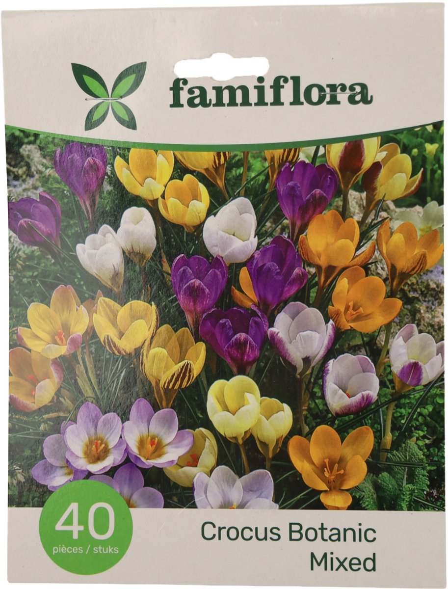Famiflora Crocus Botanisch - Voorjaarsbloeiers - 40 bloembollen - Vroege lente-bloei voor een frisse start van het seizoen - Robuuste bloemen verdrijven grijs en brengen kleur in je tuin