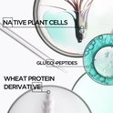 Plaques de Pétri avec des cellules végétales natives, des gluco-peptides et des dérivés de protéines de blé.