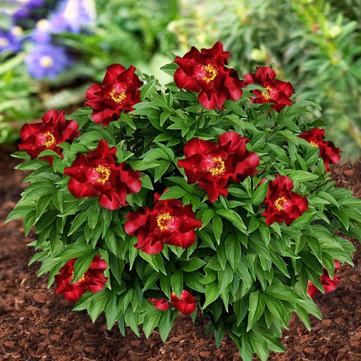 Pioenroos Itoh Wortel - Red Passion - Tuinplant Winterhard - 1 stuk - Rood - Buitenplanten