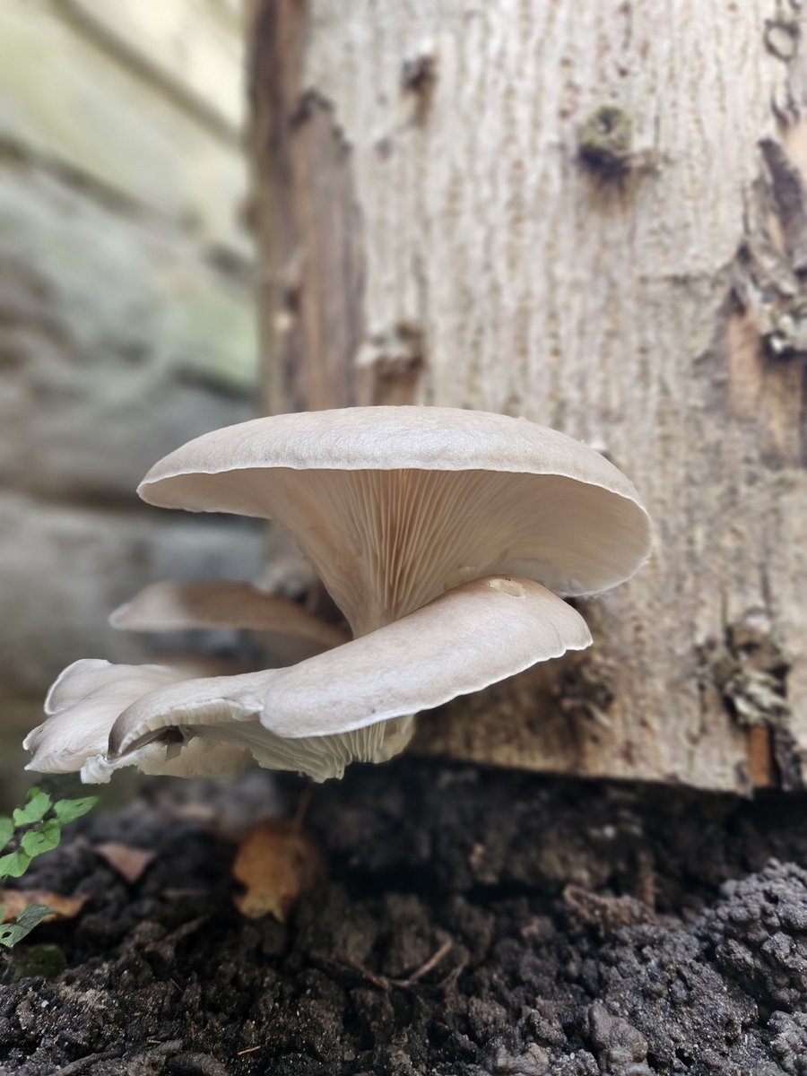 25 pluggen voor Grijze oesterzwam - Pleurotus ostreatus deuvels voor het kweken van paddenstoelen op boomstammen