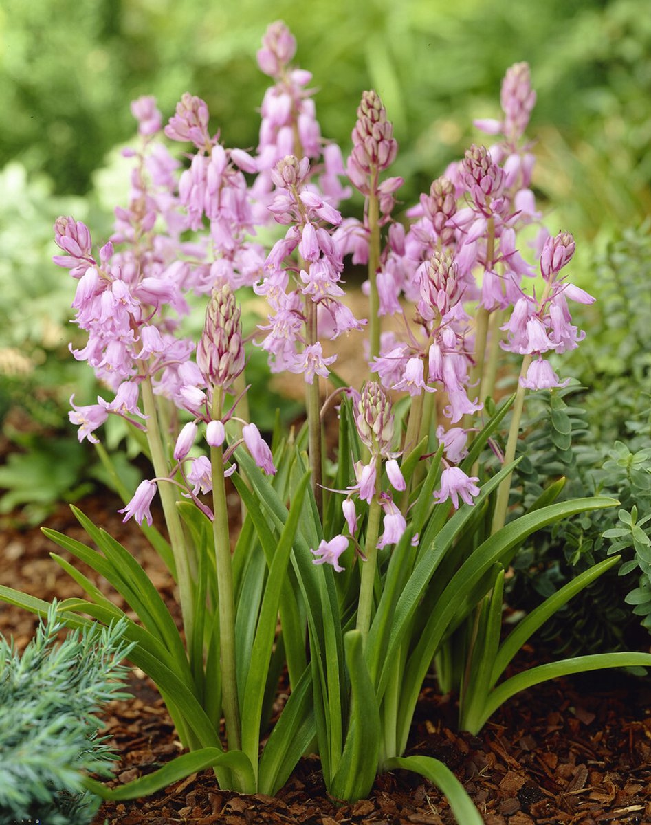 Hyacinthoides Hispanica Rosea | 10 stuks | Spaanse Boshyacint