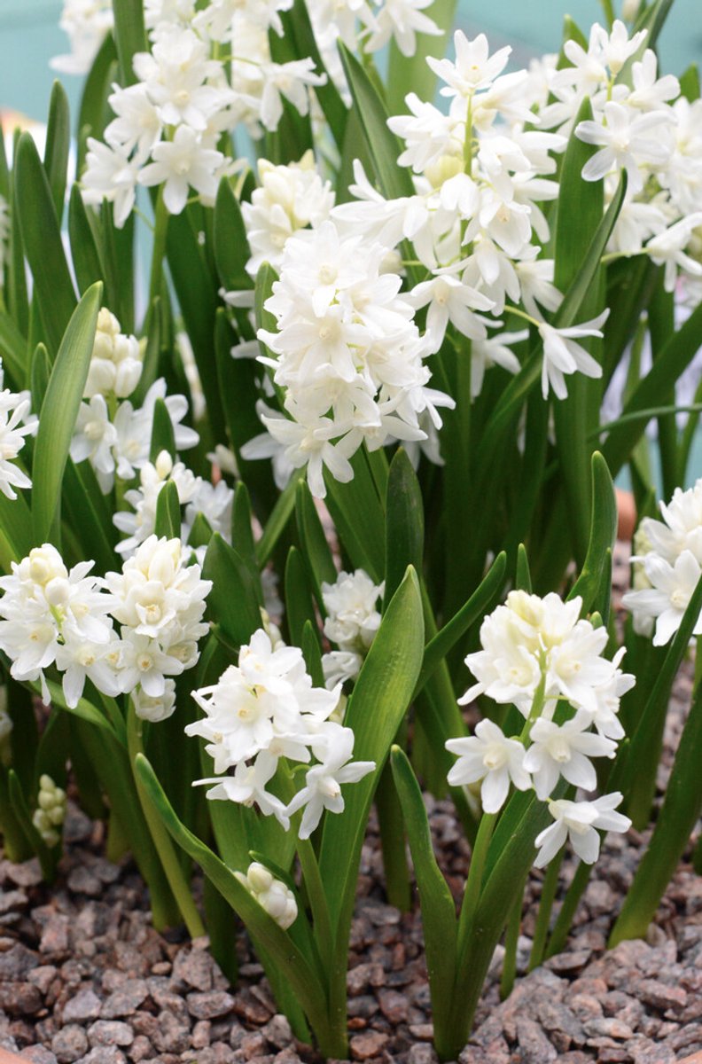 Puschkinia Libanotica Alba | 20 stuks