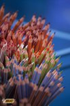 Een close-up van een bos Bic kleurpotloden met oranje, groen en blauwe strepen.