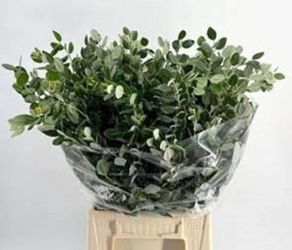 5x Sg pittosp.ralphii 50cm