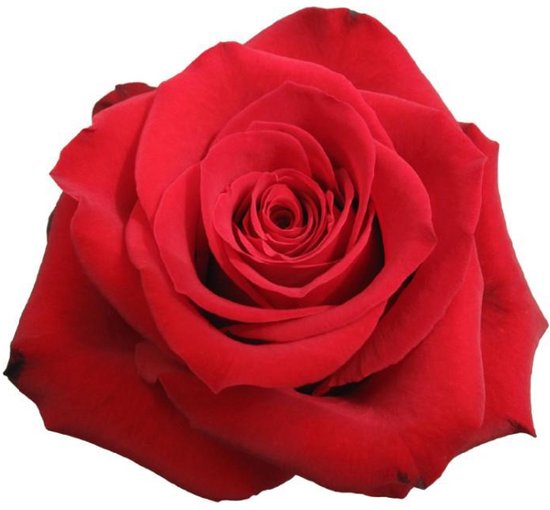 10x Rosa freedom 50cm | bol