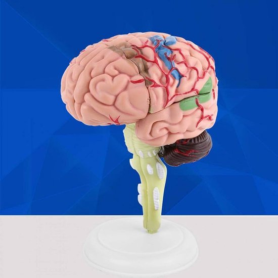 Anatomie du cerveau 4D - Modèle Anatomie - Anatomie du Cerveau - Le corps humain