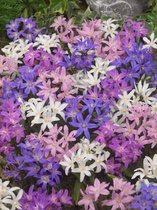 500x Sneeuwroem 'Chionodoxa mixed' - BULBi® Bloembollen met bloeigarantie