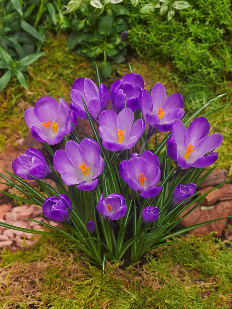 50x Crocus 'Remembrance grootbloemig' - BULBi® Bloembollen met bloeigarantie