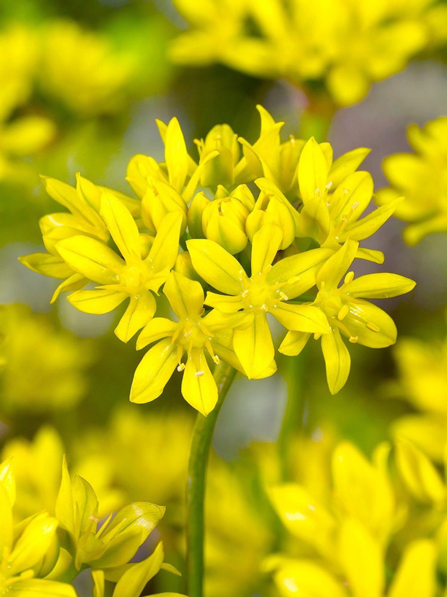 50x Allium 'Moly luteum' - BULBi® Bloembollen met bloeigarantie
