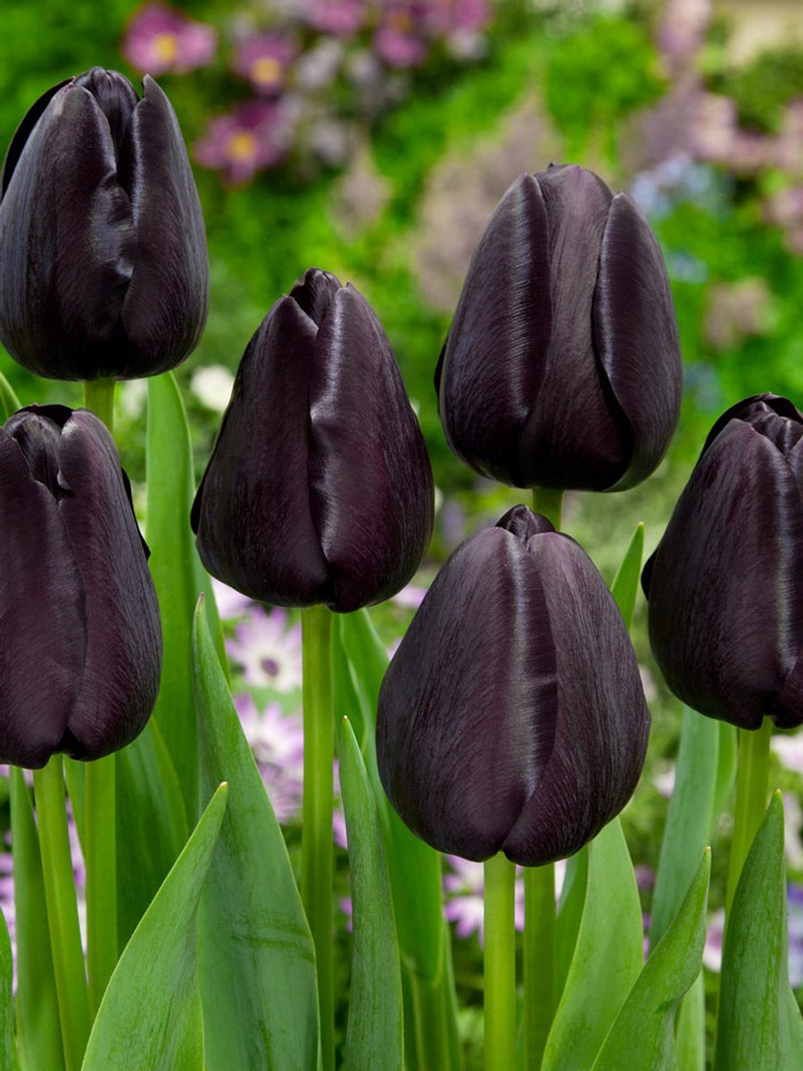 10x Tulpen 'Queen of night' - BULBi® Bloembollen met bloeigarantie