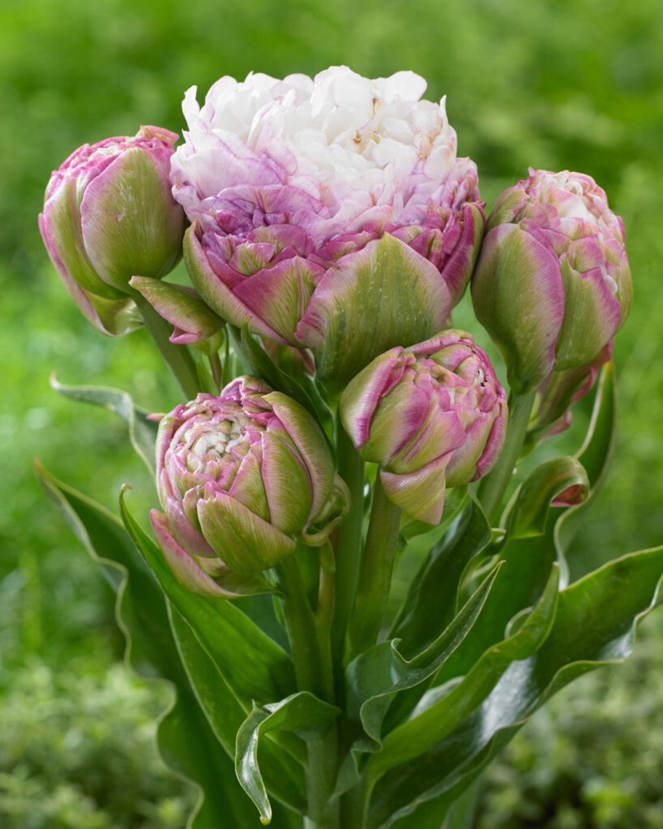 5x Tulpen 'Peggy wonder' - BULBi® Bloembollen met bloeigarantie