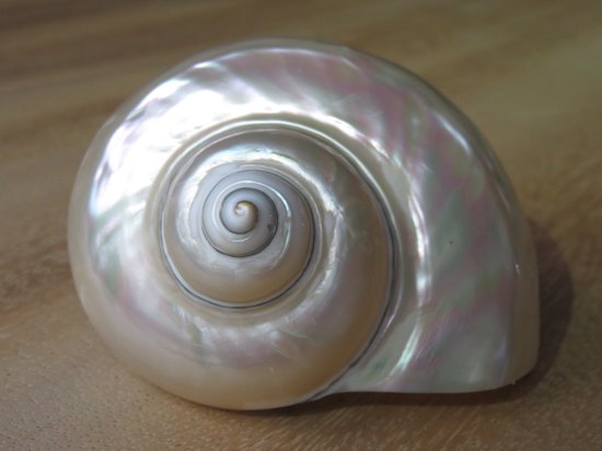 2x Turbo White, nacre, coquillage, rare, naturel, coquillage, grande coquillage rond, coquillage océan.