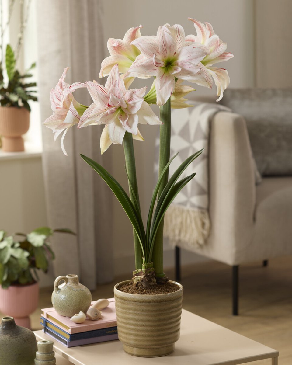 Amaryllis Pretty Amadeus | 1 stuk | Hippeastrum | Bloembol